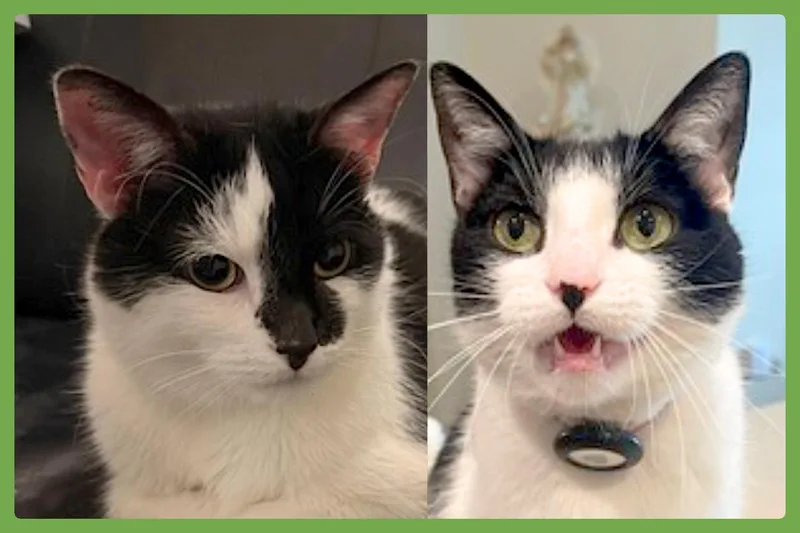 Oreo and Vanilla Bean thumbnail 4