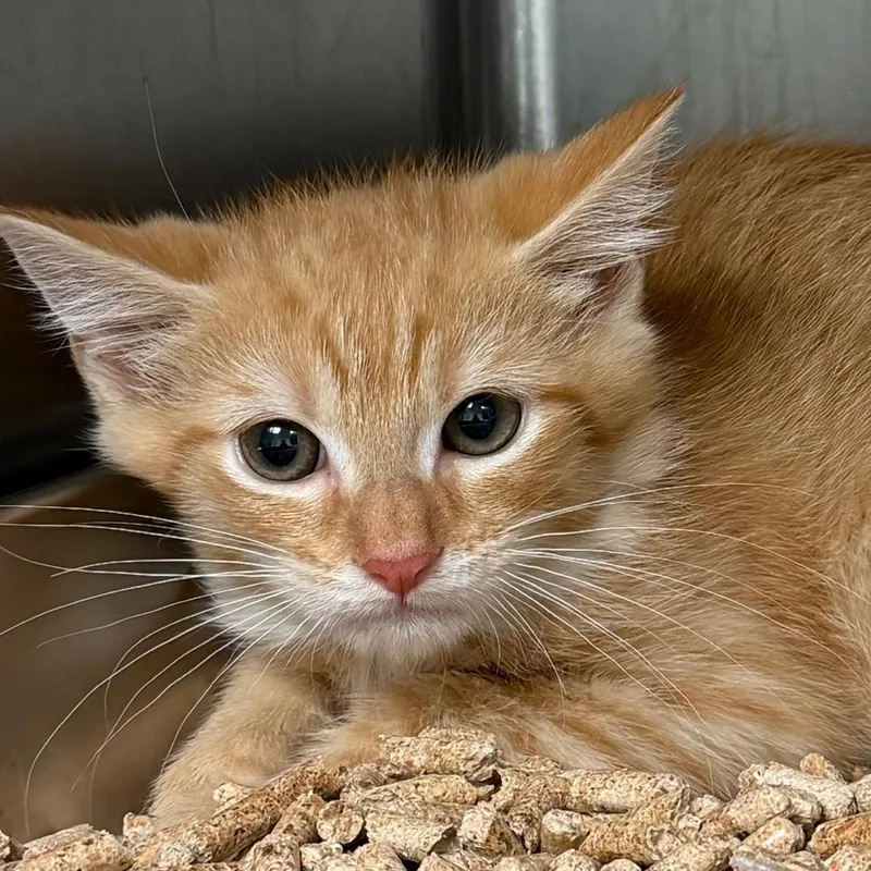 A baby small-sized male Orange / Red Domestic Short Hair cat named Hypnos for adoption in Waukesha, WI