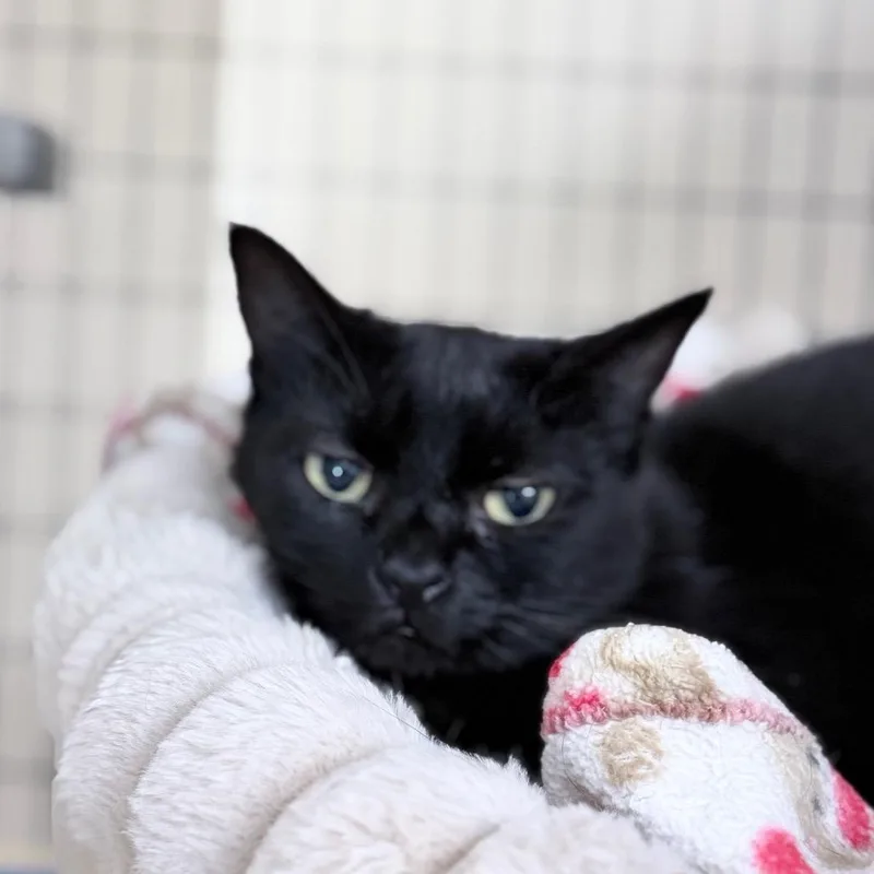 An adult medium-sized female Black Domestic Short Hair cat named Meadow for adoption in Medford, OR