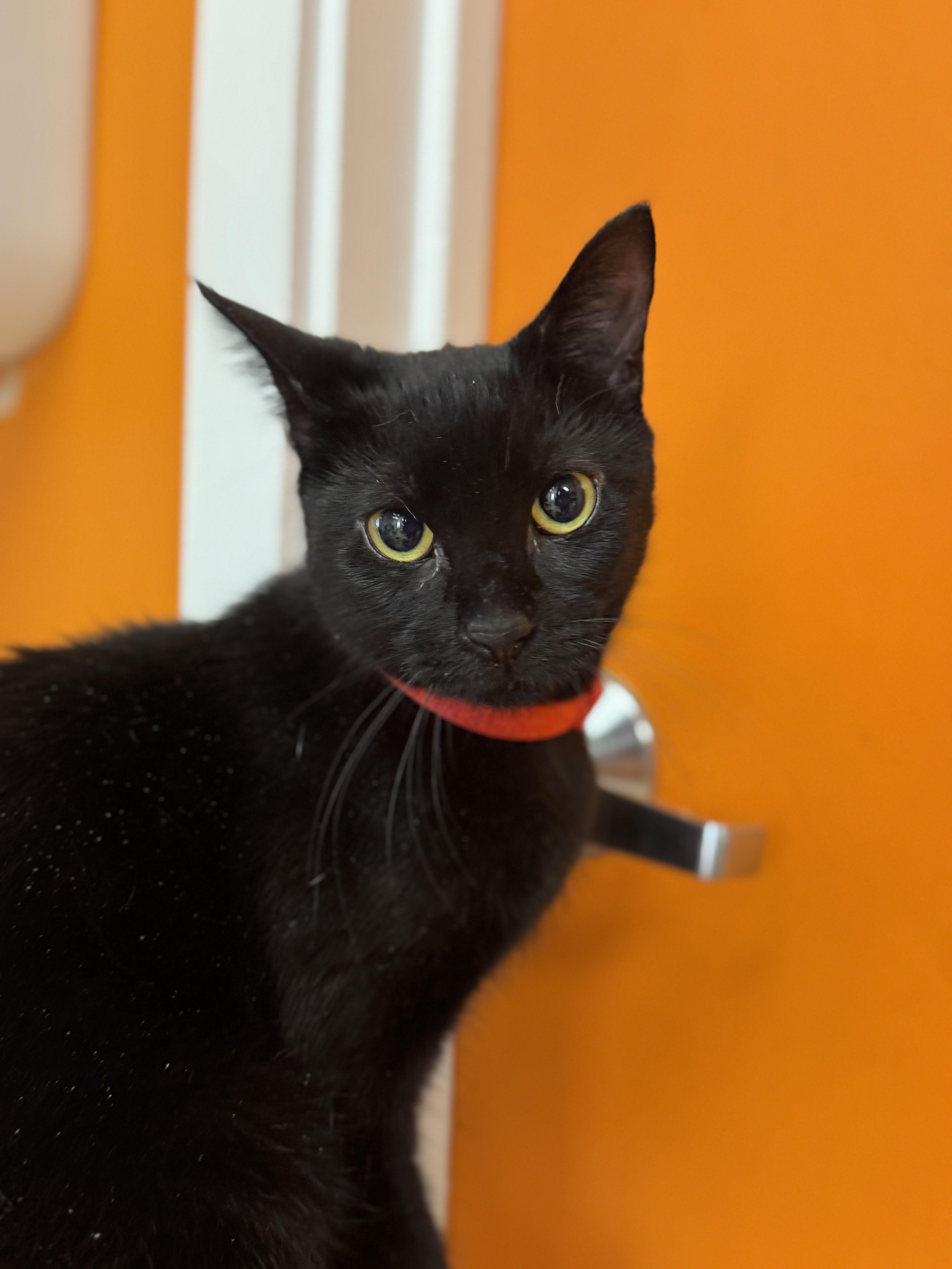 A young medium-sized female Black Domestic Short Hair cat named Alice for adoption in North Haven, CT