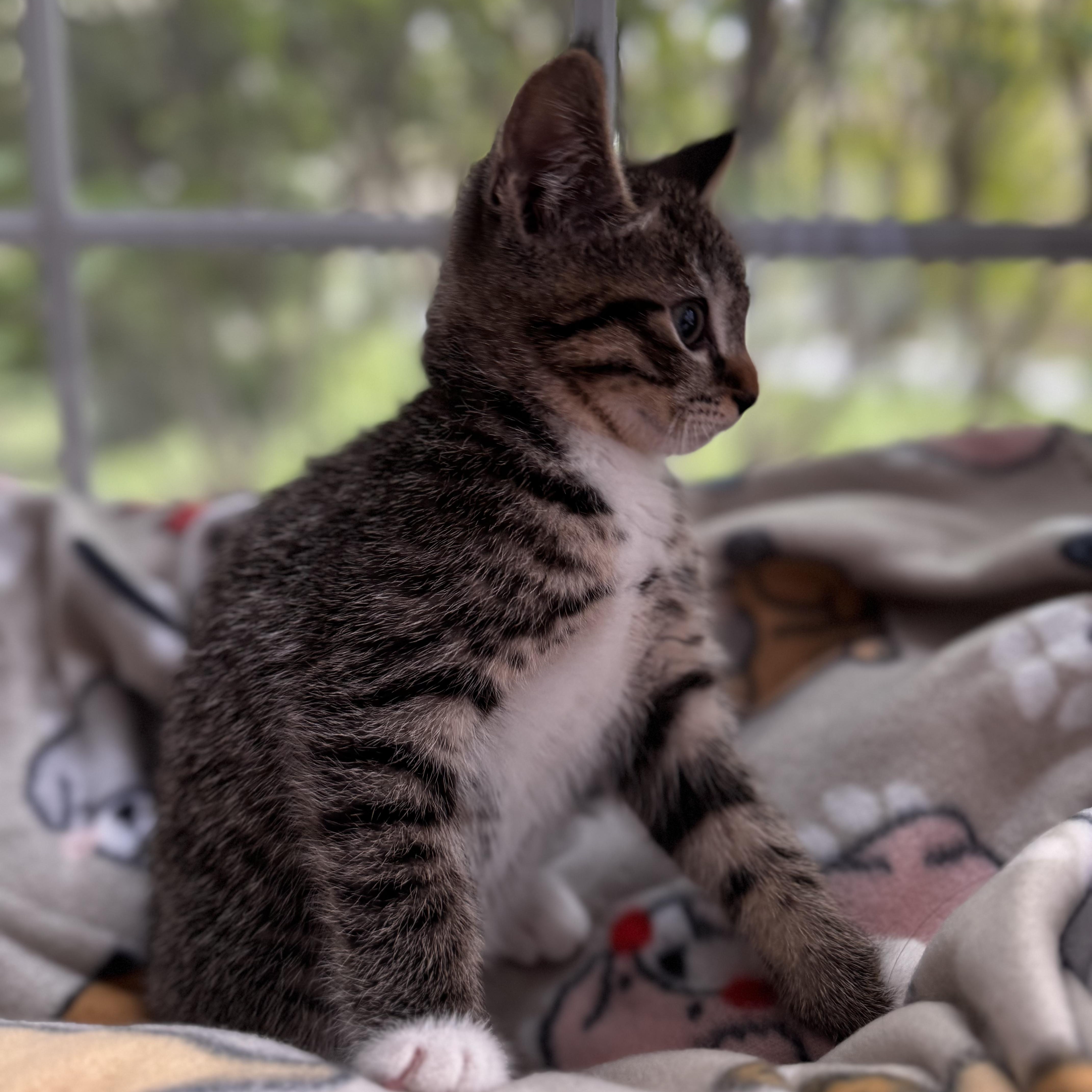 A baby small-sized male Tabby (Brown / Chocolate) Domestic Short Hair cat named Squirt for adoption in East Greenwich, RI