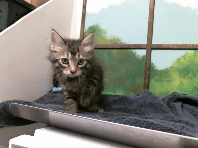 A baby small-sized female Domestic Short Hair cat named Brienne for adoption in Houston, TX