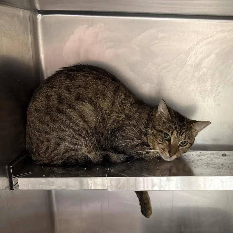 An adult medium-sized male Brown / Chocolate Domestic Short Hair cat named Pooh for adoption in Galax, VA