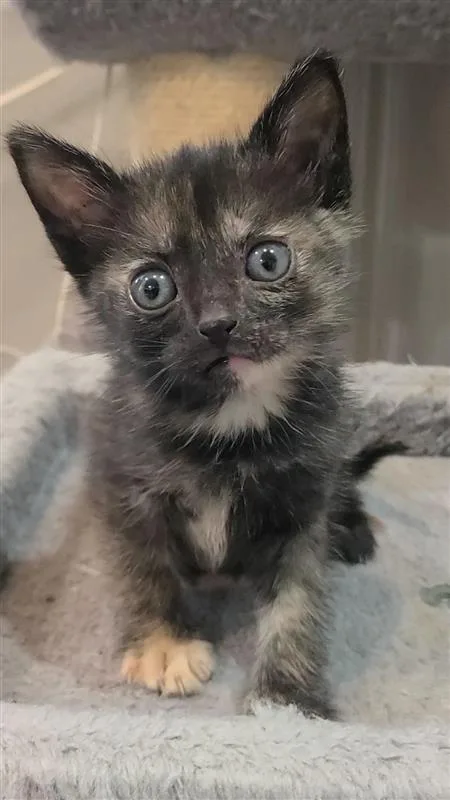 A baby medium-sized female Domestic Short Hair cat named Faith for adoption in Fayetteville, AR