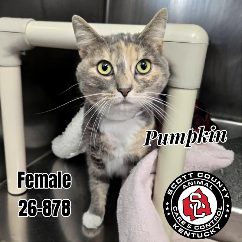 An adult medium-sized female Domestic Short Hair cat named Pumpkin for adoption in Georgetown, KY