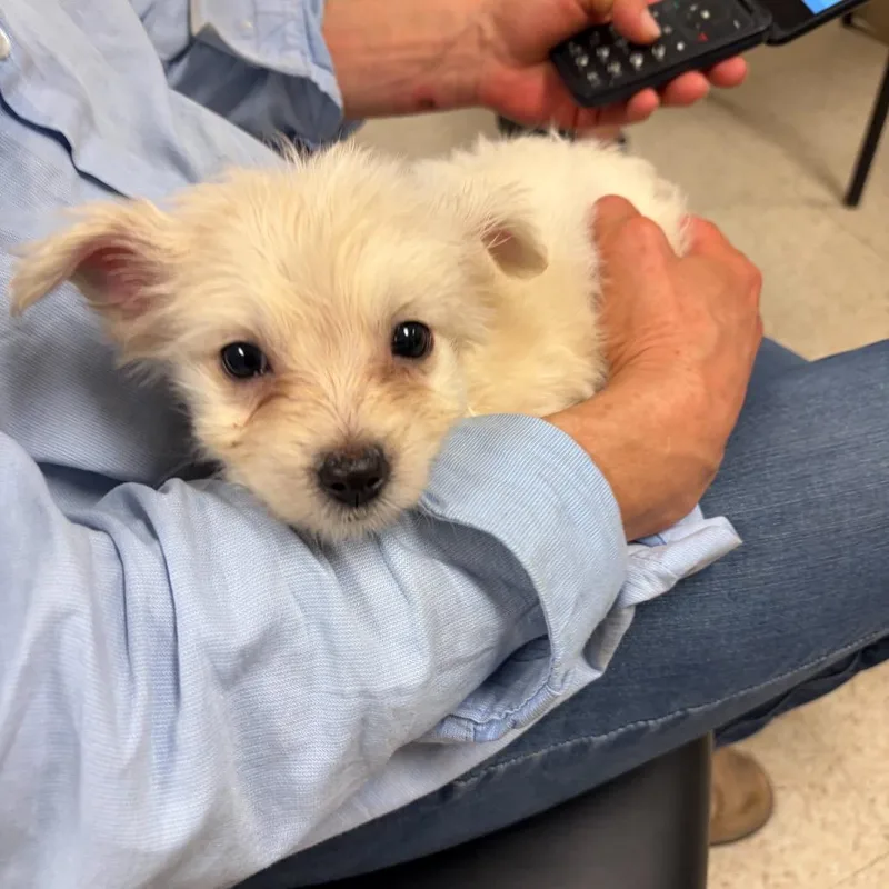A baby small-sized male White / Cream Mixed Breed dog named Hops for adoption in Fredericksburg, VA