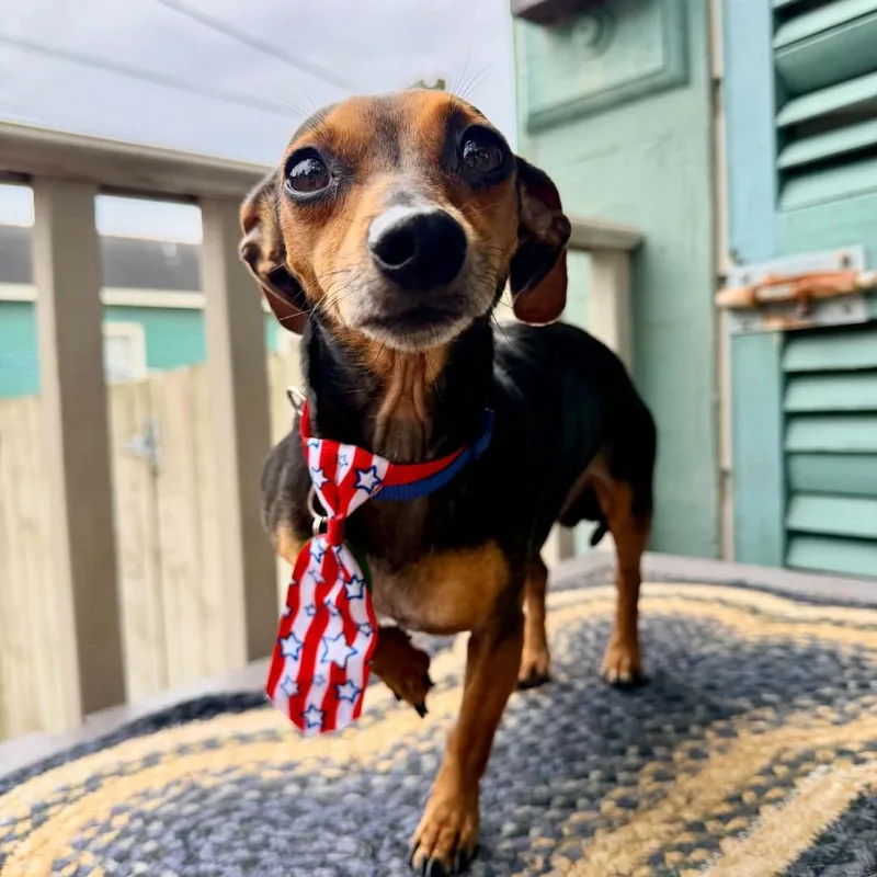 An adult small-sized male Black Dachshund dog named Ween Simmons for adoption in New Orleans, LA
