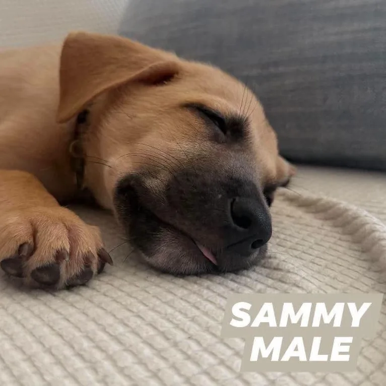 Sammy