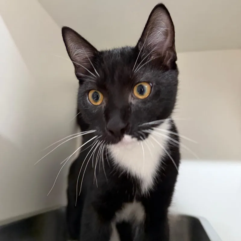 A baby small-sized male Black Domestic Short Hair cat named Martini for adoption in Branford, CT