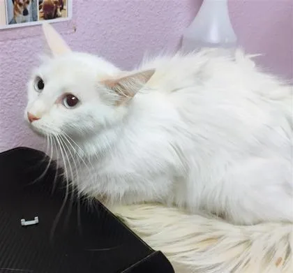 A young large-sized female White Domestic Long Hair cat named 61286745 for adoption in El Paso, TX