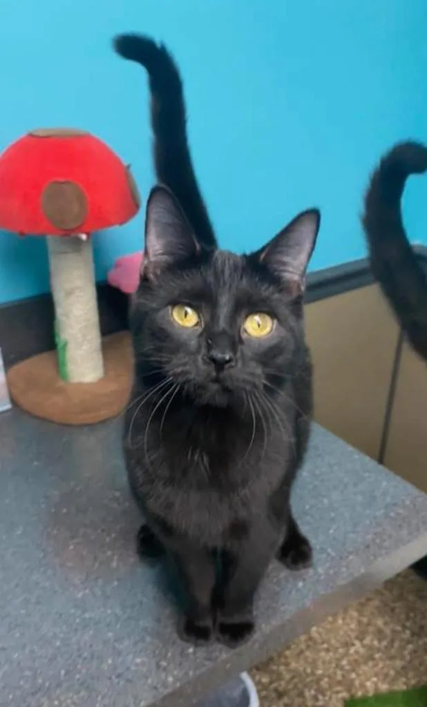 A young small-sized male Domestic Short Hair cat named Patriot for adoption in Effingham, IL
