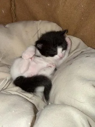 A baby small-sized male Domestic Short Hair cat named Echo for adoption in Fishers, IN
