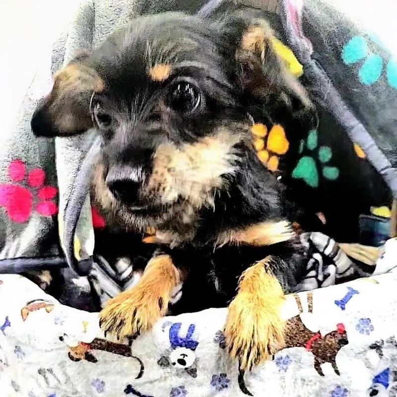 Zoey thumbnail 2
