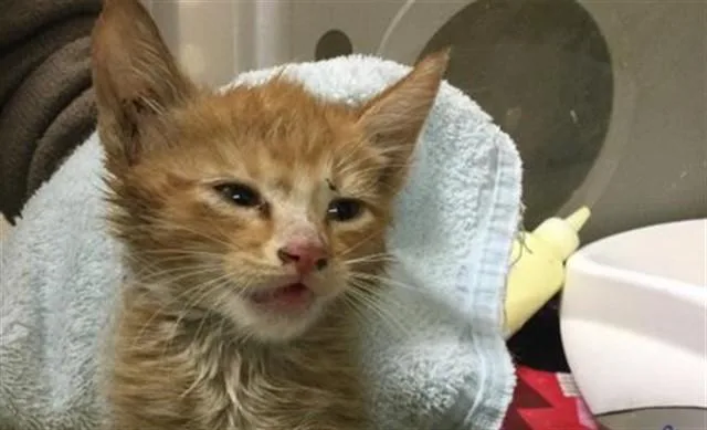 A baby small-sized male Domestic Short Hair cat named Chile for adoption in Riverside, CA