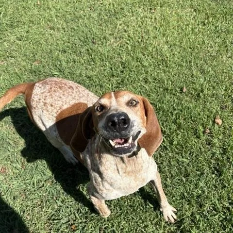 An adult large-sized male White / Cream Coonhound dog named Big Buford for adoption in Dinwiddie, VA