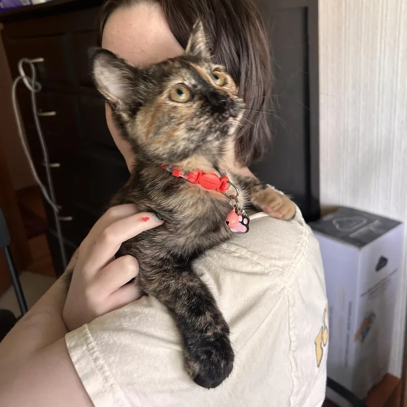 A baby small-sized female Torbie Domestic Short Hair cat named Miranda for adoption in St. Paul, MN