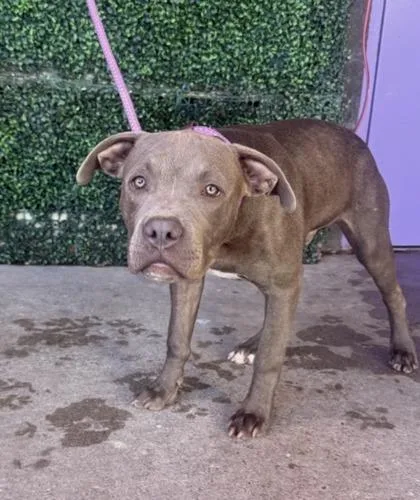 A baby medium-sized male Gray / Blue / Silver Pit Bull Terrier dog named 61800639 for adoption in El Paso, TX