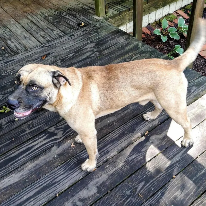 An adult medium-sized male Apricot / Beige Shepherd dog named Muggles for adoption in Andover, MA