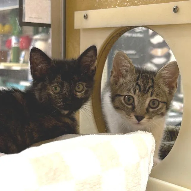A baby small-sized female Tortoiseshell Domestic Short Hair cat named Nina for adoption in Los Angeles, CA