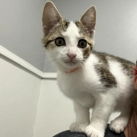 A baby large-sized male Tabby (Tiger Striped) Domestic Short Hair cat named Pike for adoption in Bryan, OH
