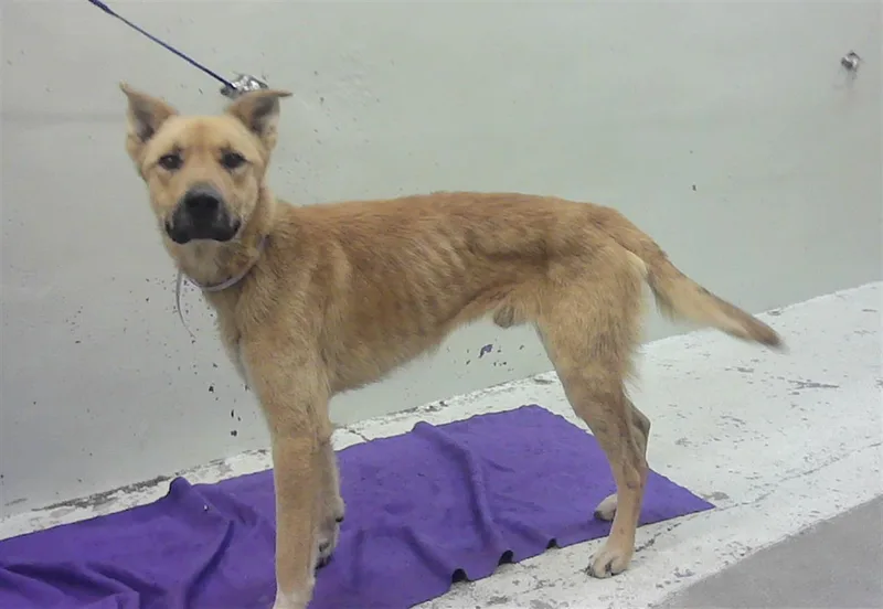 A young medium-sized male German Shepherd Dog dog named Cujo for adoption in Houston, TX