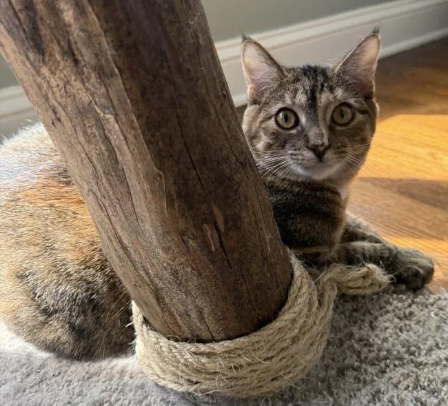 A baby small-sized female Devon Rex cat named Poppy for adoption in Kenosha, WI