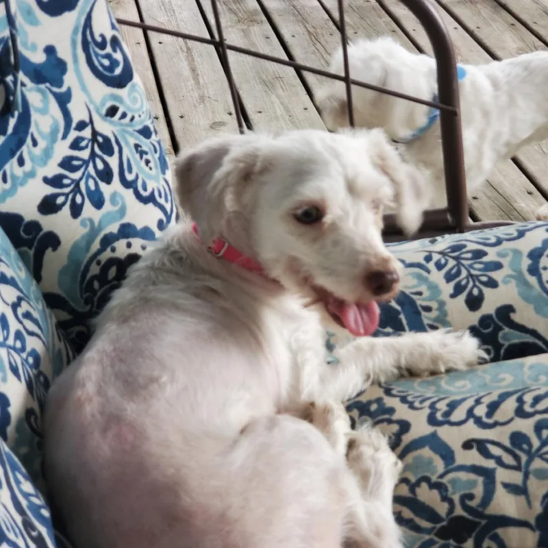 An adult small-sized female White / Cream Havanese dog named Frannie Mae for adoption in Rochester, MN