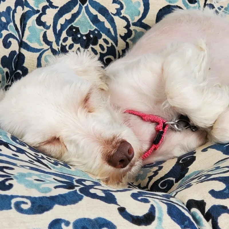 Frannie Mae thumbnail 2