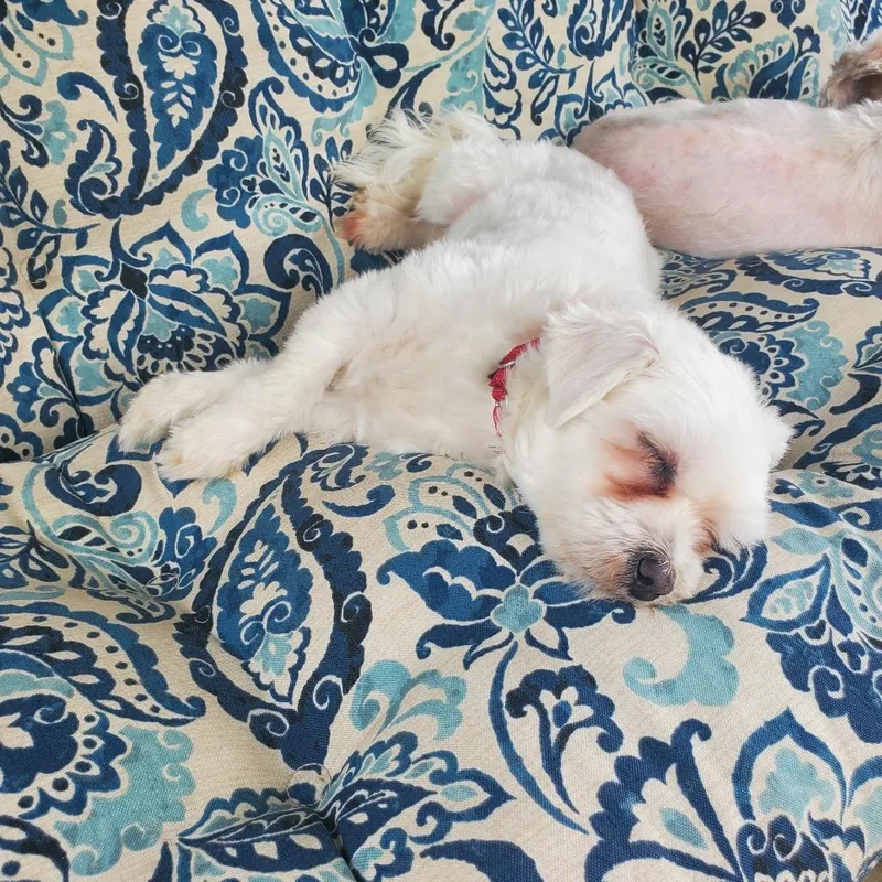 Frannie Mae thumbnail 3