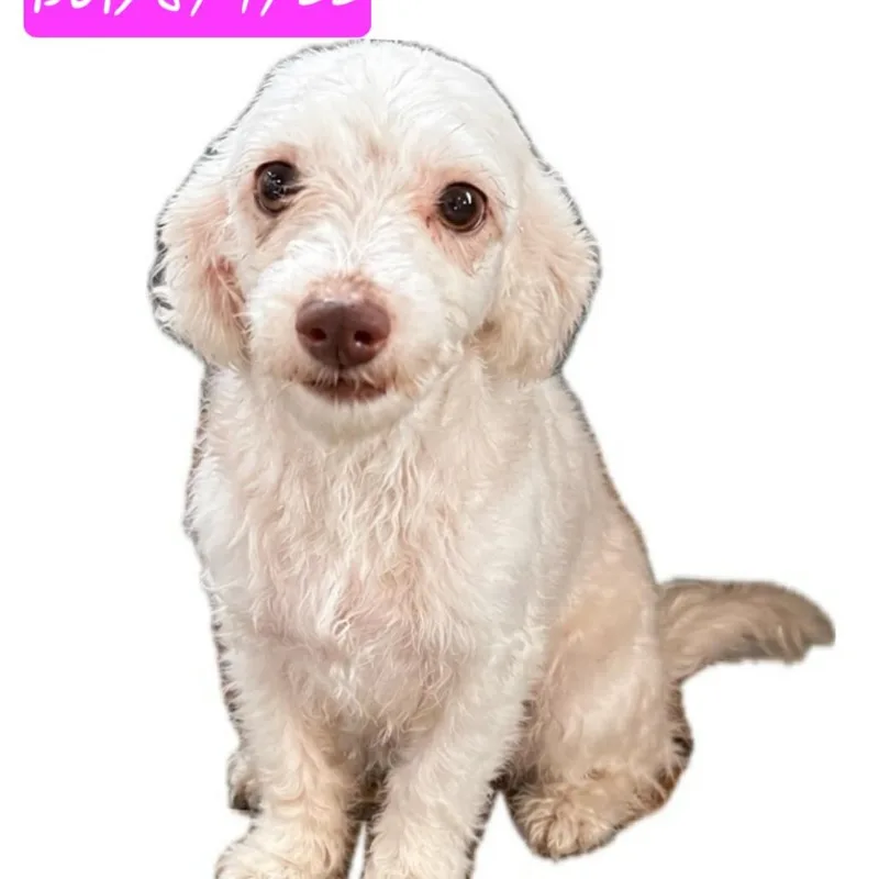 Frannie Mae thumbnail 5