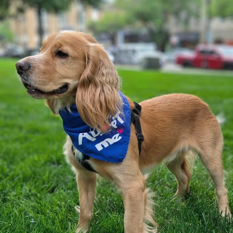 A young medium-sized male Golden Cocker Spaniel dog named Shelby for adoption in Shelby, NC