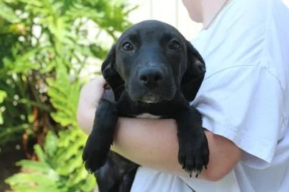 An adult medium-sized female Hound dog named Lolita for adoption in Brunswick, GA