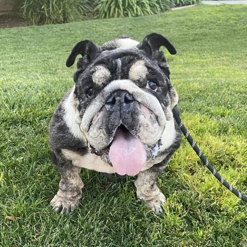 Penelope thumbnail 3