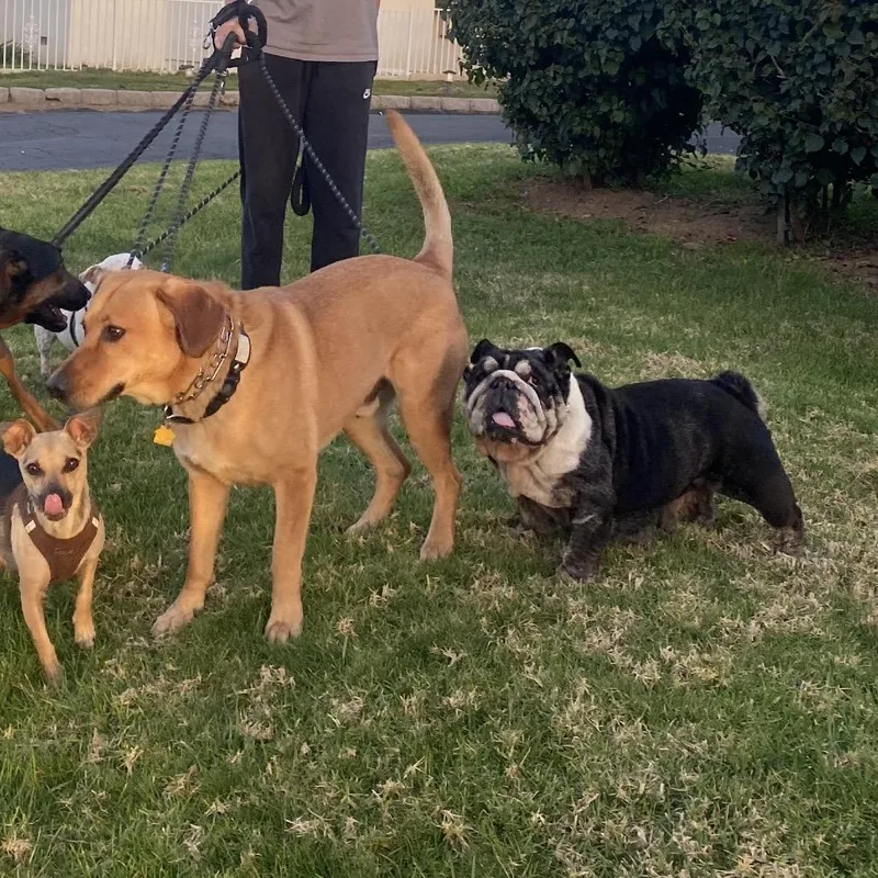 Penelope thumbnail 4