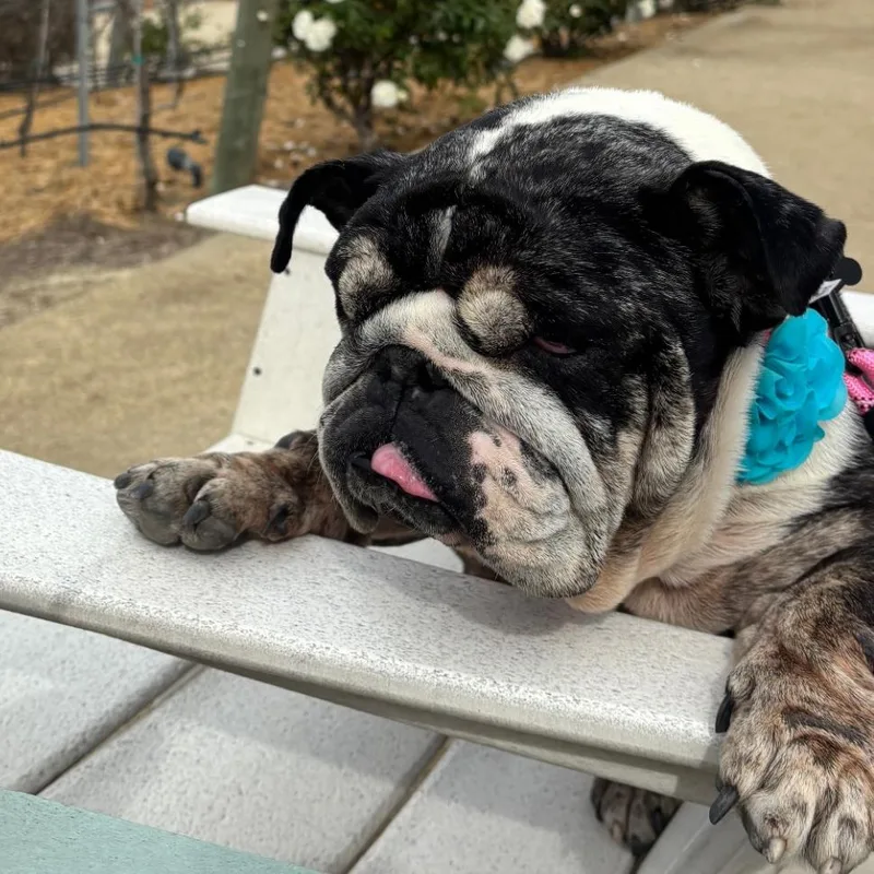 Penelope thumbnail 5