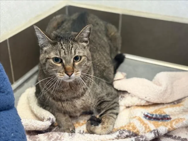An adult large-sized male Domestic Short Hair cat named Auto for adoption in Chapel Hill, NC