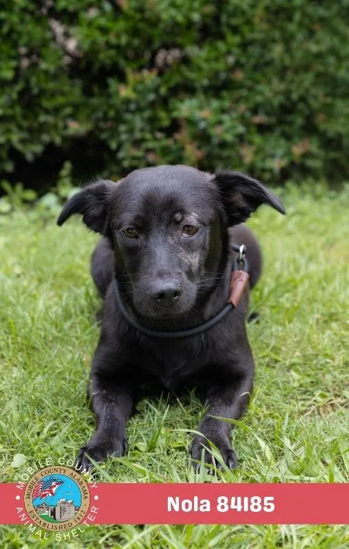 An adult medium-sized female Black Mixed Breed dog named Nola for adoption in Mobile, AL