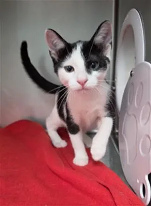 A baby small-sized male Domestic Short Hair cat named Bilbo for adoption in Fort Walton Beach, FL