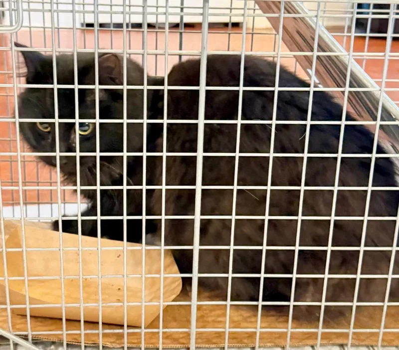 A young large-sized male Domestic Medium Hair cat named Thurmond for adoption in Augusta, GA