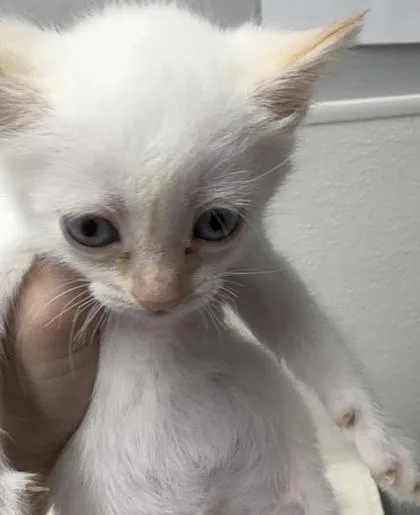 A baby small-sized male Domestic Short Hair cat named Embert for adoption in West Chester, PA