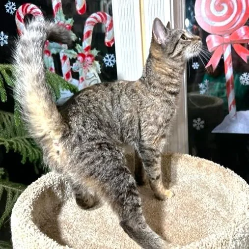 Fantastic Frangelico  Bengal thumbnail 4