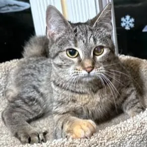 Fantastic Frangelico  Bengal