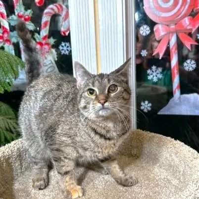 Fantastic Frangelico  Bengal thumbnail 5