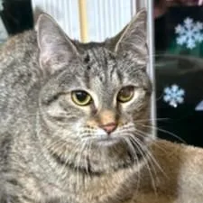 Fantastic Frangelico  Bengal thumbnail 6