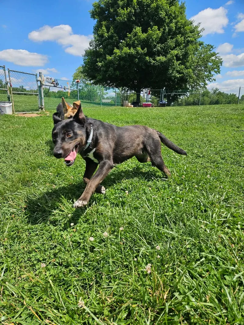 A young medium-sized female Bicolor Cattle Dog dog named Cable for adoption in Culpeper, VA