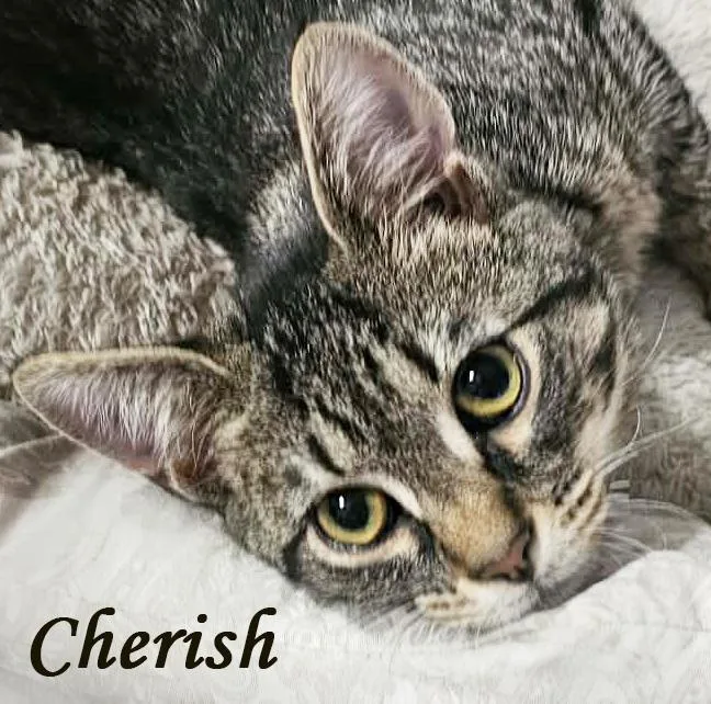 A young small-sized female Tabby (Brown / Chocolate) Domestic Short Hair cat named Cherish for adoption in Mansfield, OH