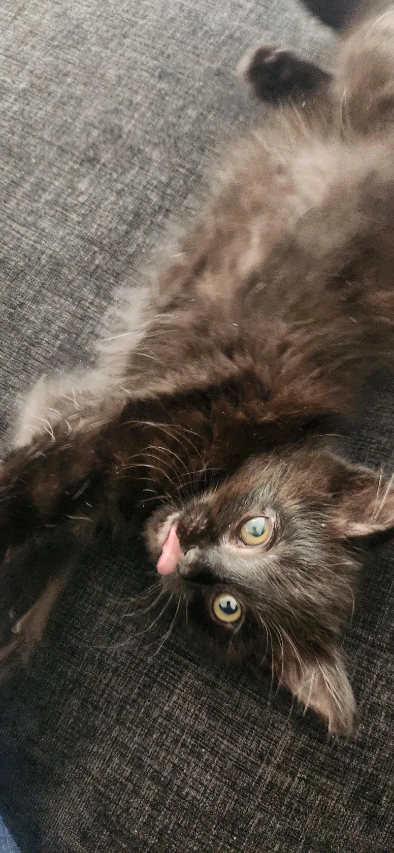 A baby small-sized female Black Domestic Short Hair cat named Mo Sweets for adoption in Fruit Heights, UT