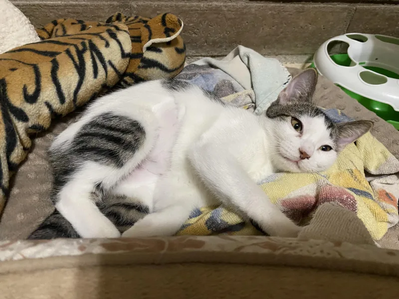 A baby medium-sized female White Domestic Short Hair cat named Lulu for adoption in Phoenix, AZ
