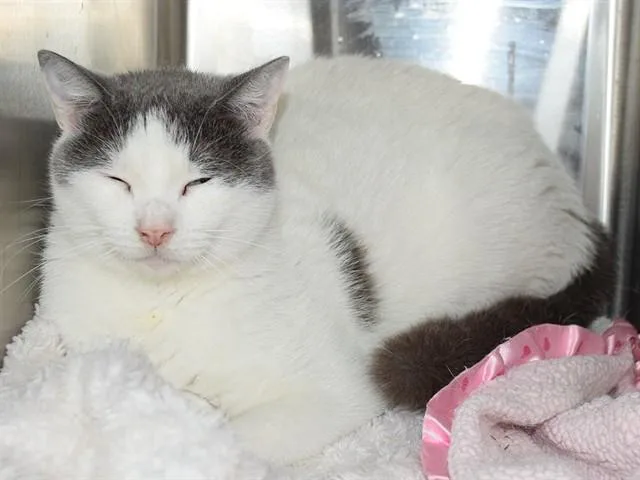 A young small-sized female Domestic Short Hair cat named Vera for adoption in Sacramento, CA