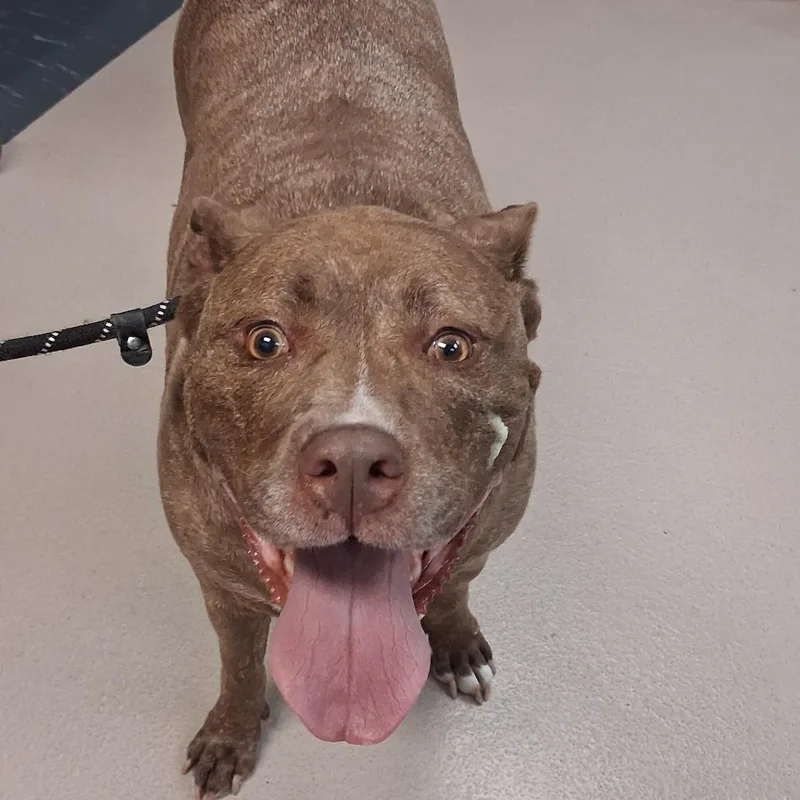 An adult large-sized female Brown / Chocolate Mixed Breed dog named Diamond for adoption in Newark, NJ